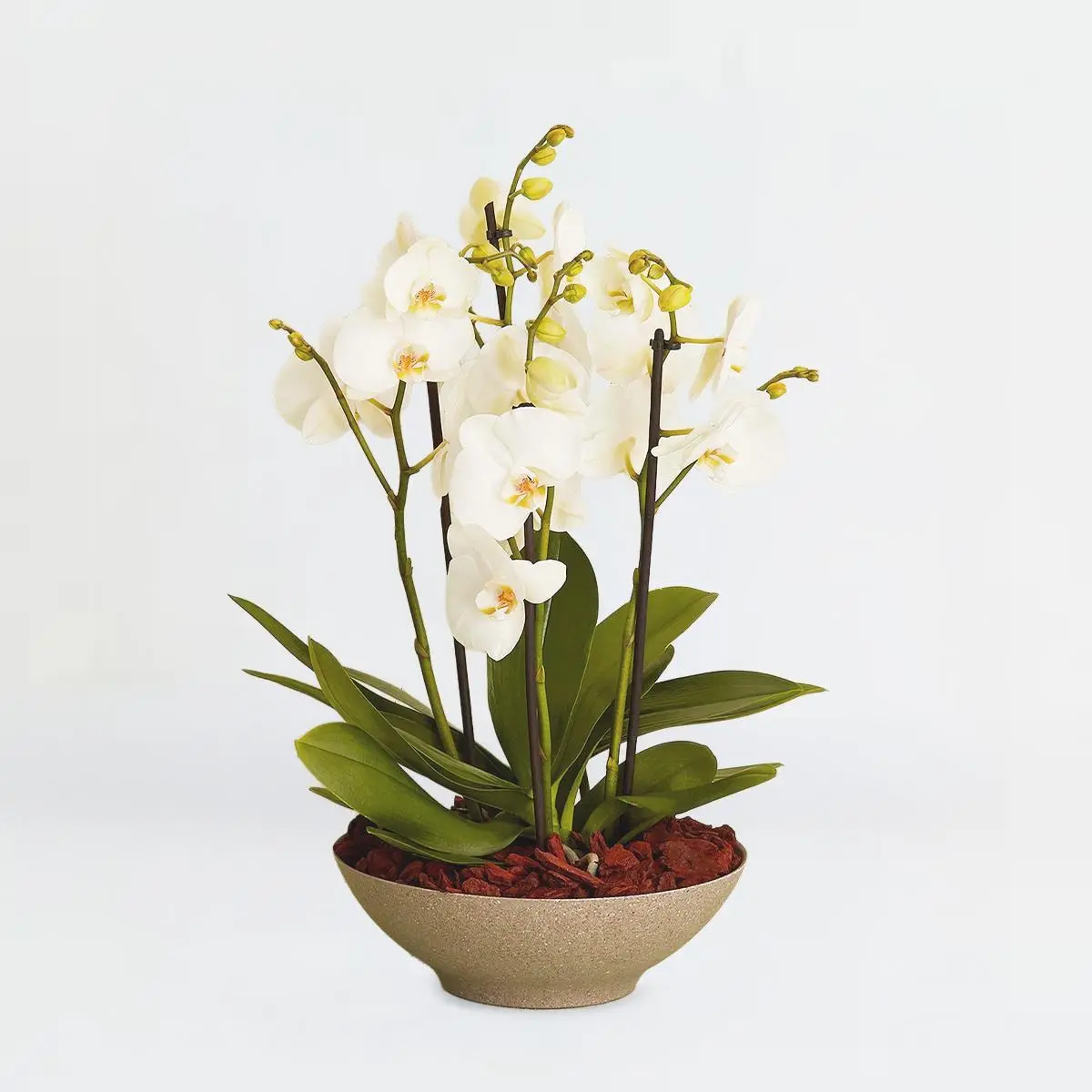Arrangement of orchids