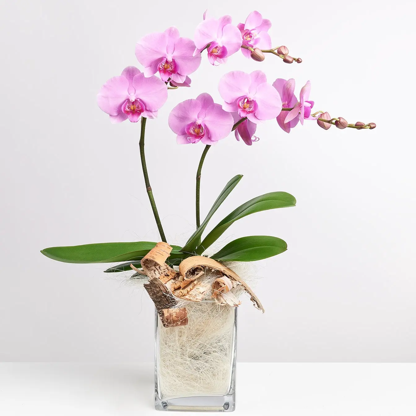 Pink Orchid in Vase with Flax