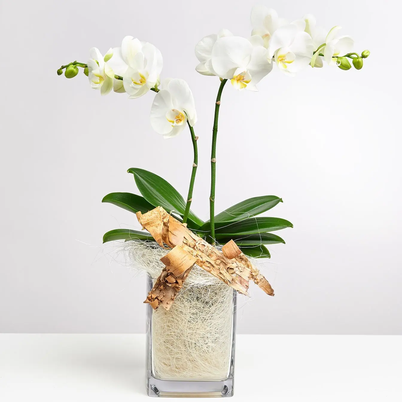 White Orchid in Vase with Flax