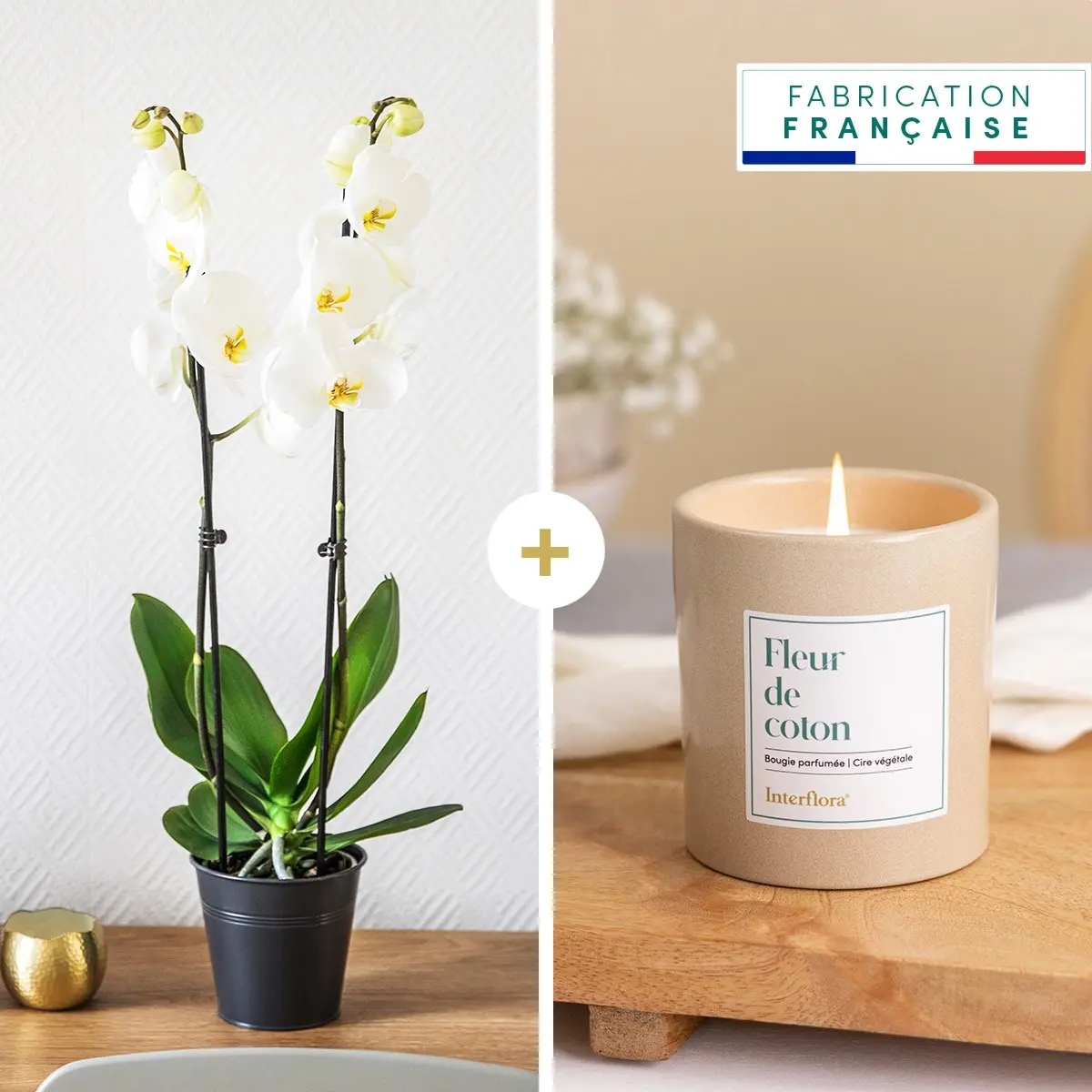 Candide et bougie - Orchid and candle
