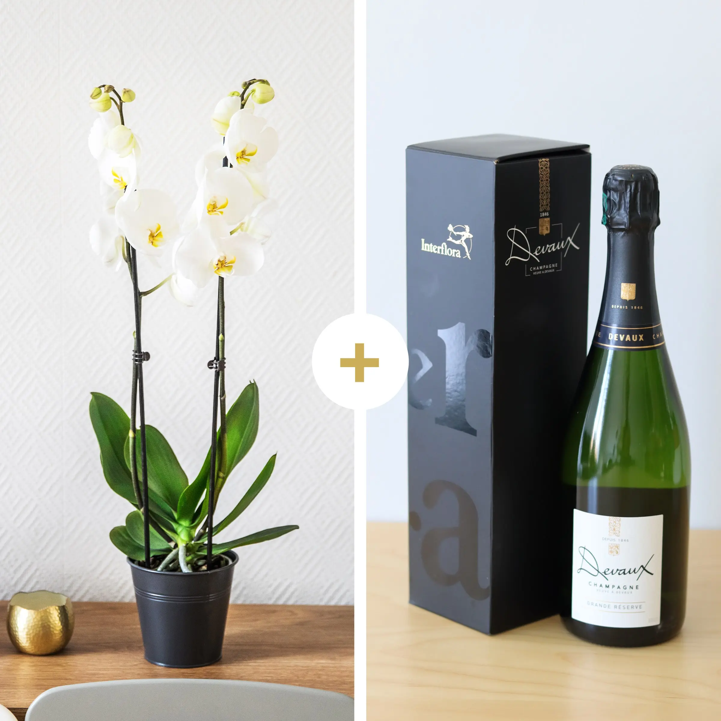 Candide et Champagne - Orchid and champagne