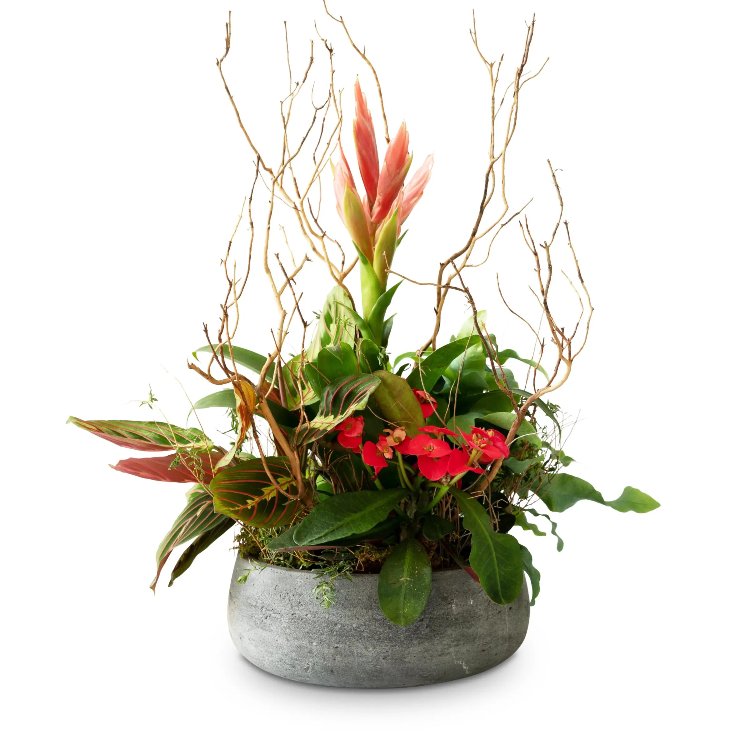 Indoor plant pot 'Harmony of colors'