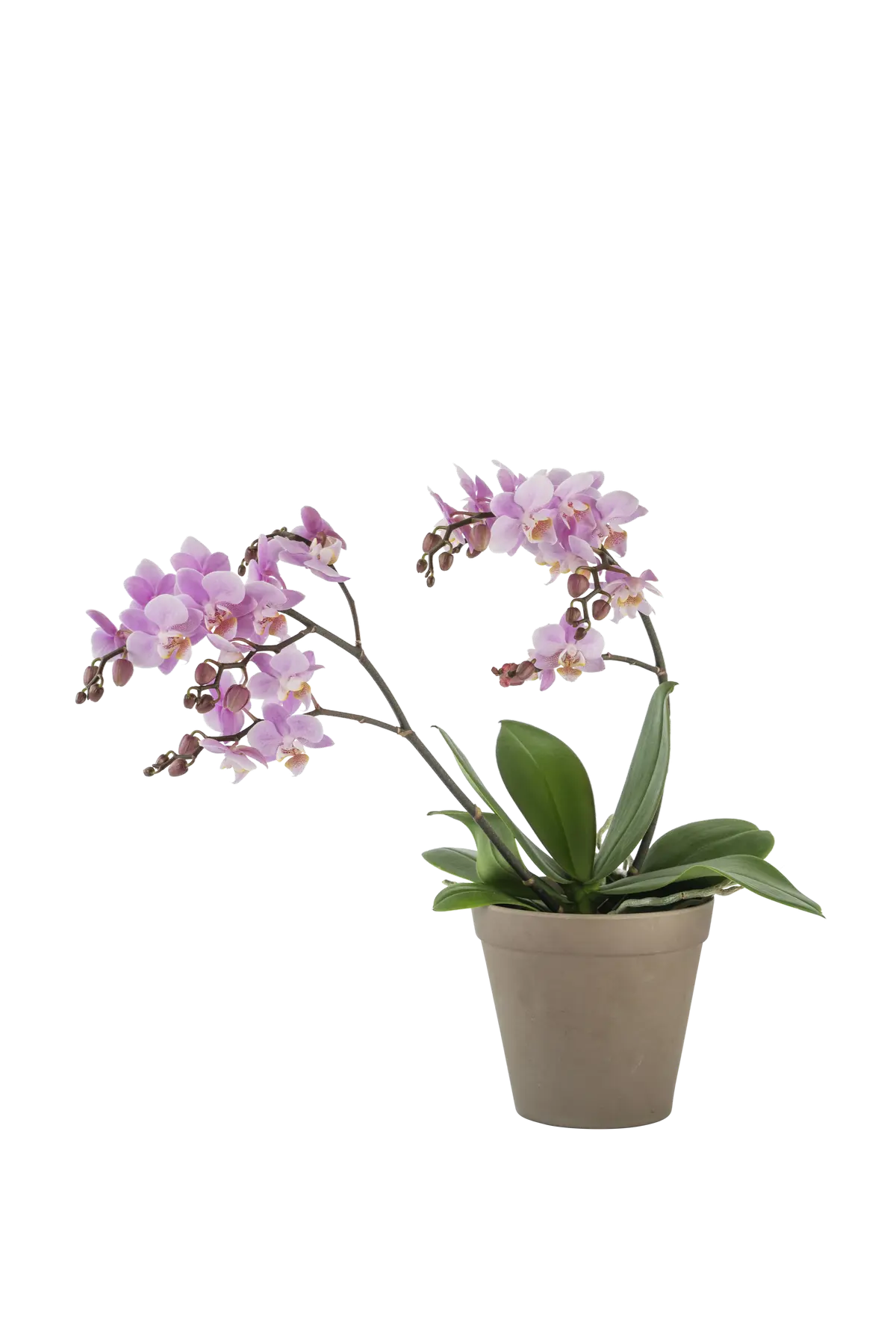 Orchid Pink 242679