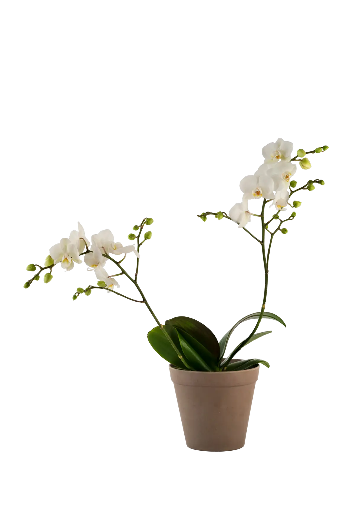 Orchid White 242678