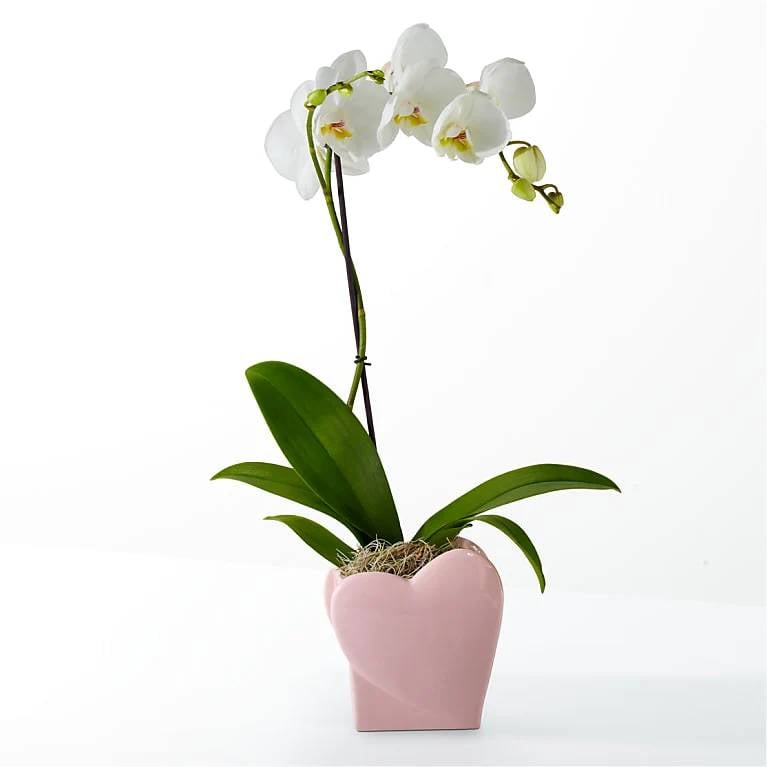 Sweetheart Orchid