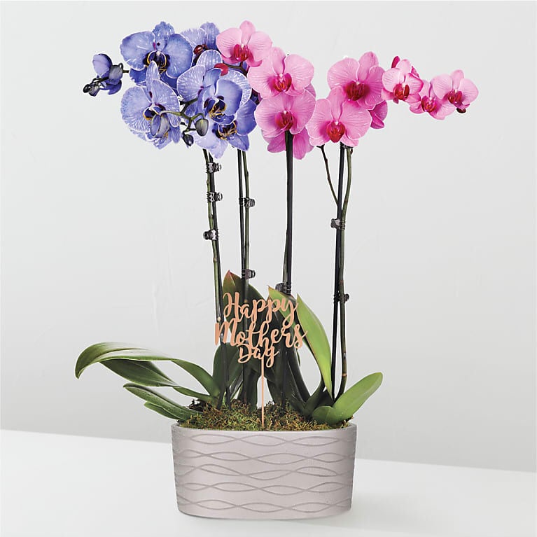 Pink and Lavender Watercolor Orchids