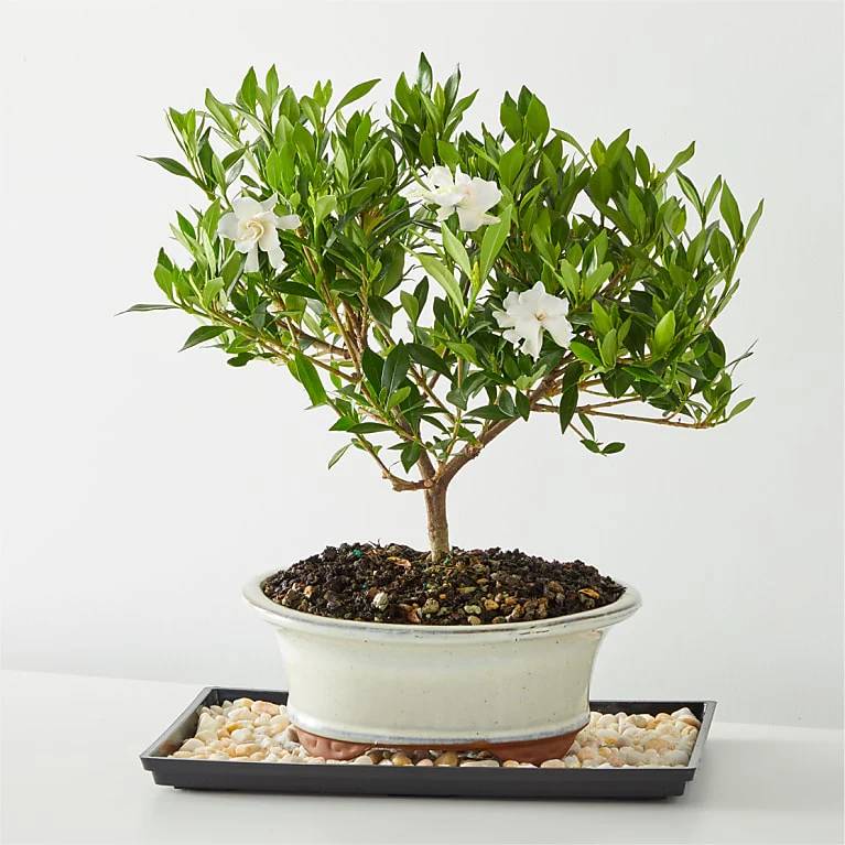 Gardenia Bonsai (6 inch)