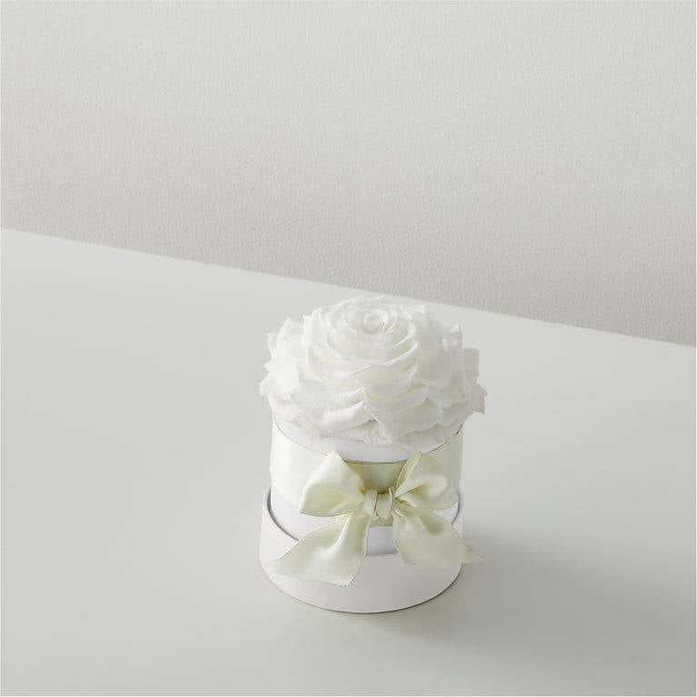 White Forever Roses