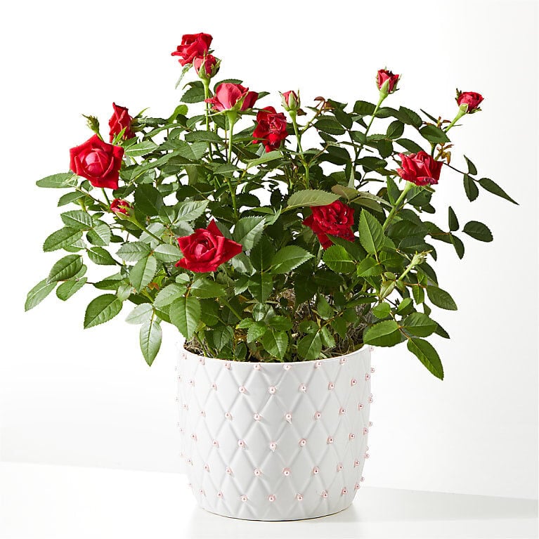 Pearl Kiss Red Mini Rose
