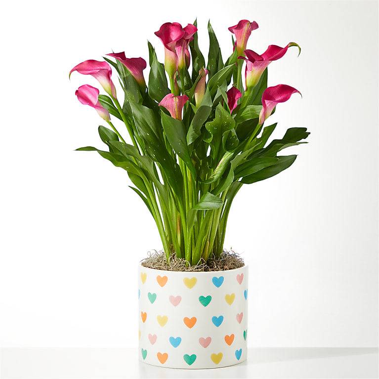 Blushing Beauty Calla Lily