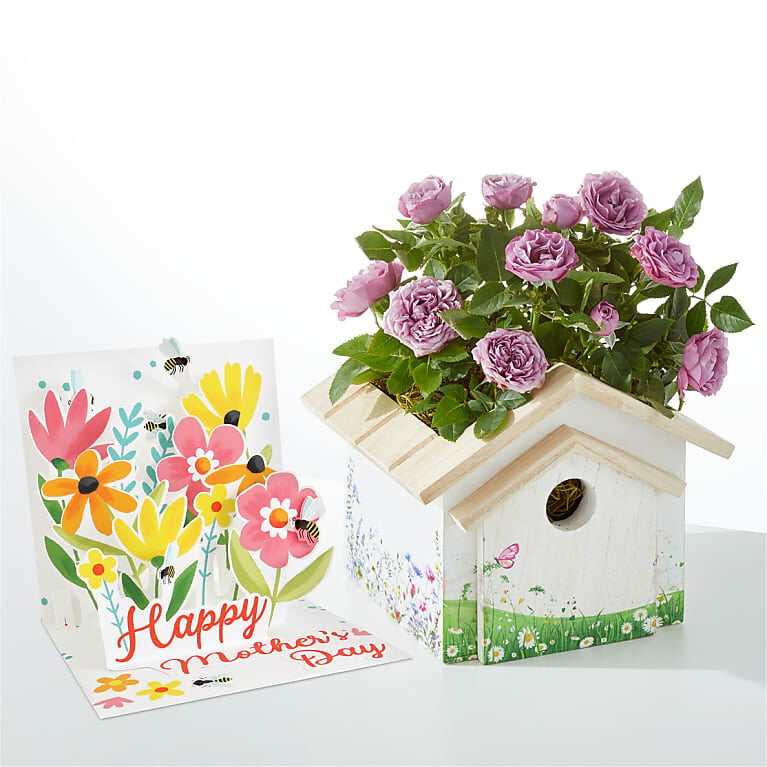 Lavender Rose in Decorative Birdhouse & Mother's Day Pop Up Card