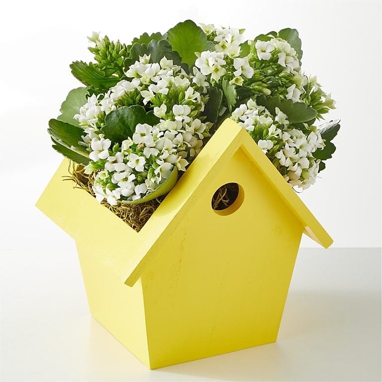 Hello Sunshine Blooming Plant
