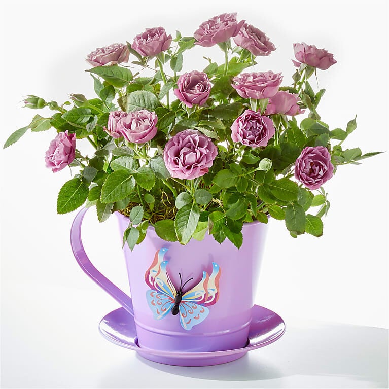 You're My Cup of Tea Mini Lavender Rose