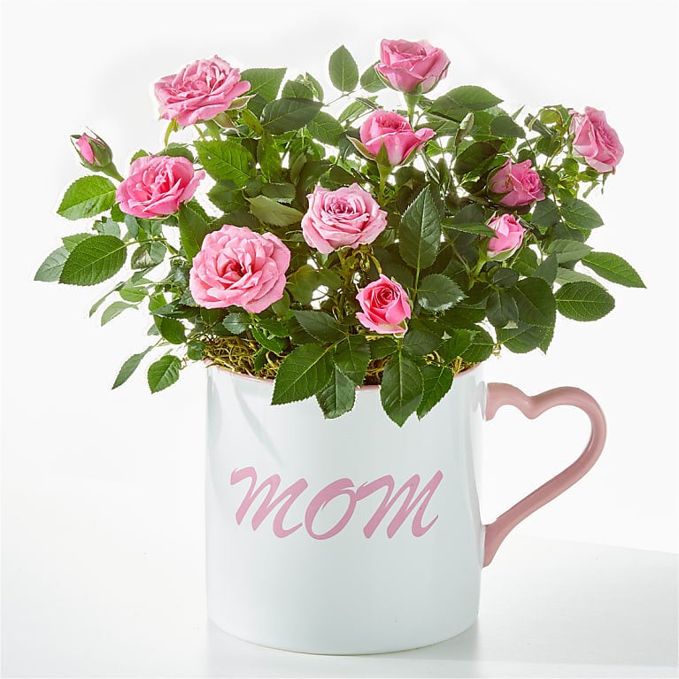 Make Mom's Day Mini Rose