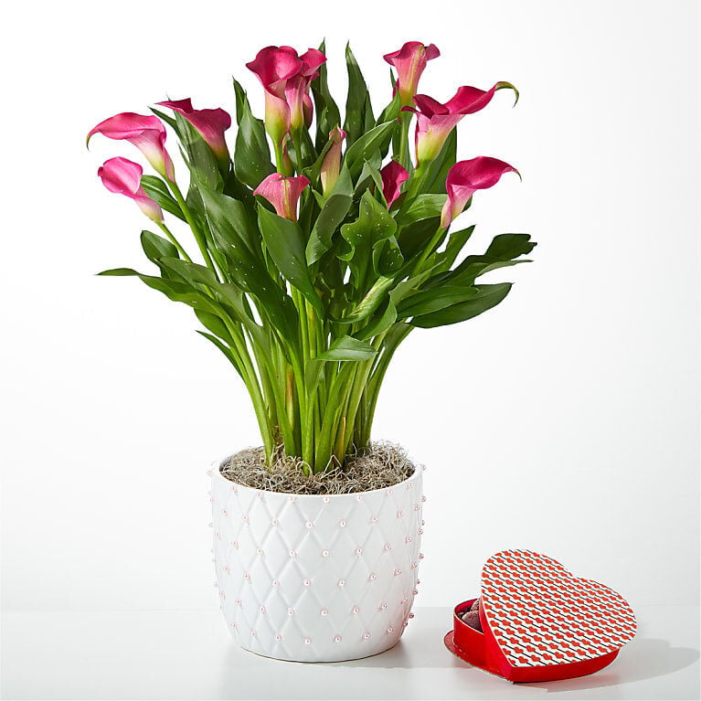 Blushing Beauty Calla Lily with Heart Shaped Chocolate