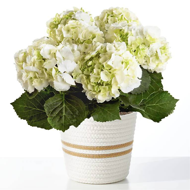 Pure White Hydrangea Plant (Woven Basket)