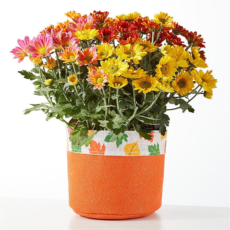Fall Leaves Tricolor Mum