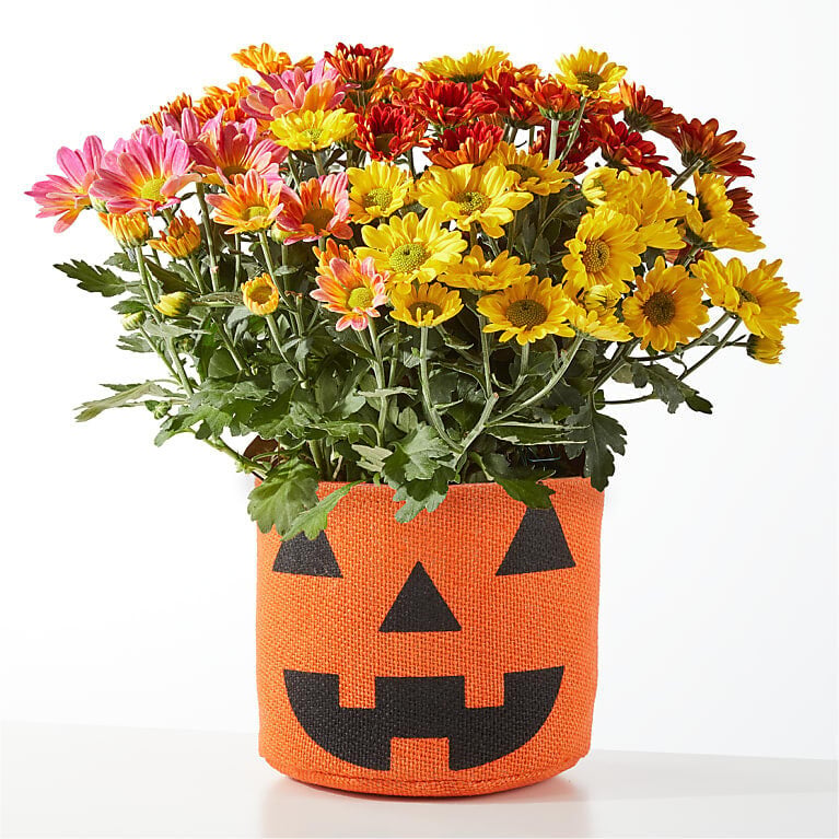 Jack o'lantern Tricolor Mum