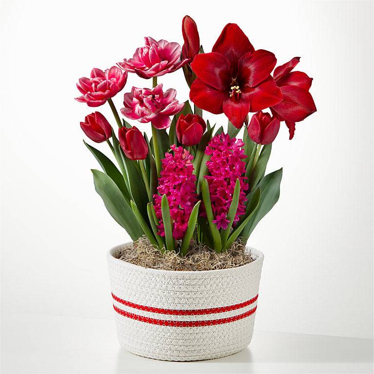Simply Striking Bulb Garden