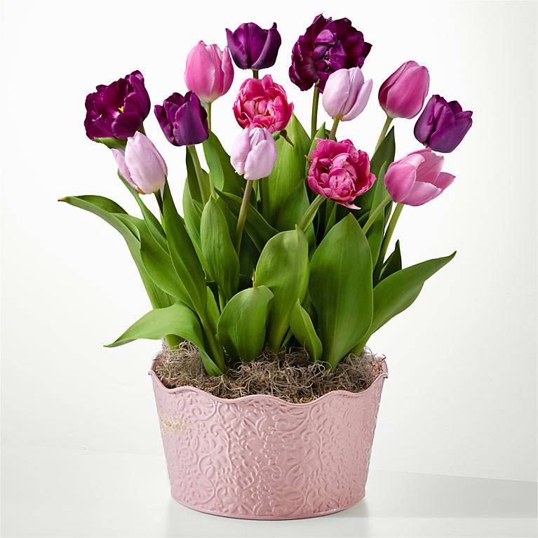 Sweet Joys Bulb Garden