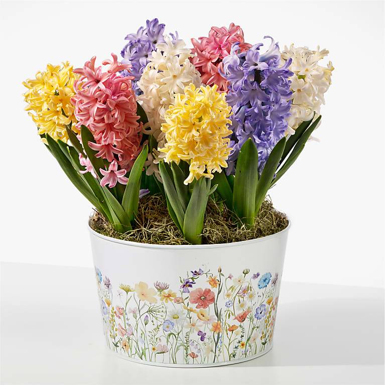 Spring Hyacinth Bulb Garden