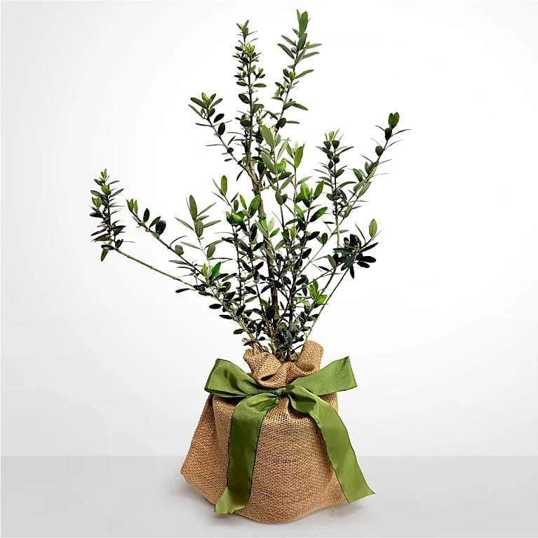 Olive Tree