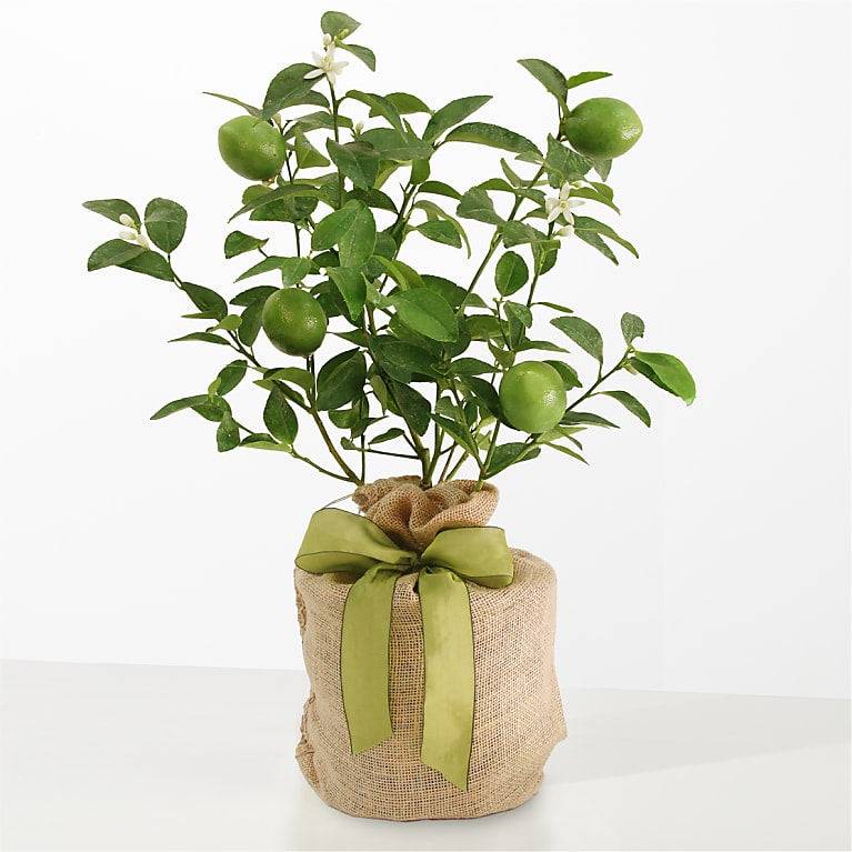 Lime Tree
