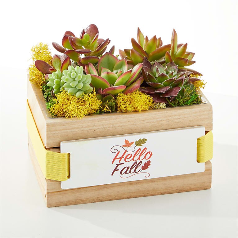 Fall Succulent Crate