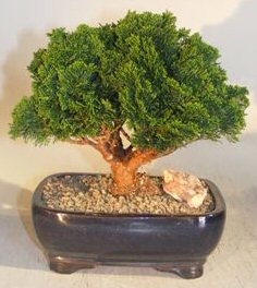 Hinoki Cypress Bonsai Tree
Evergreen Conifer - Medium
(chamecyparis obtusa 'nana')