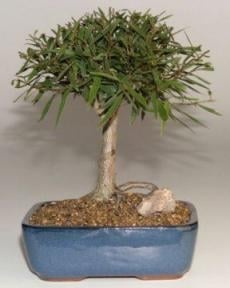Willow Leaf Ficus Bonsai Tree-Medium
(Ficus Nerifolia/Salisafolia)