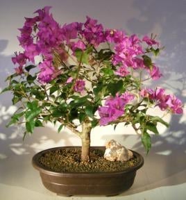 Flowering Bougainvillea Bonsai Tree - Large
(Pink Pixie)