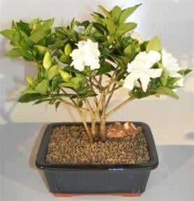 Flowering Gardenia Bonsai Tree - Multi Trunk Style
(gardenia jasminoides)