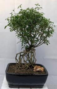 Chinese Flowering White Serissa Bonsai Tree - Large
Tree of a Thousand Stars
Raised Roots
(Serissa Japonica)