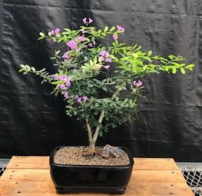 Flowering Desmodium Bonsai Tree
(Desmodium Unifoliatium)