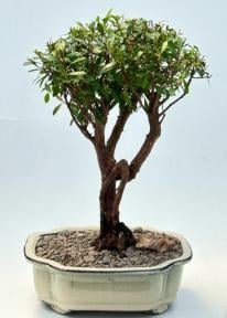 Flowering Chinese Myrtle Bonsai Tree
(myrtus communis 'compacta')