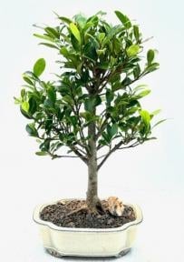 Ficus Kaneshiro Bonsai Tree
(ficus microcarpa 'kaneshiro')