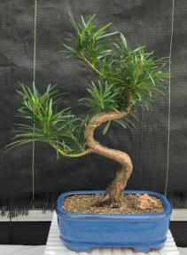 Flowering Podocarpus Bonsai Tree
"curved" - Medium
(podocarpus macrophyllus)