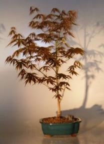 Japanese Red Maple Bonsai Tree - Large
(acer palmatum "atropurpureum")