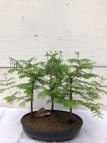 Redwood Bonsai Tree
Three (3) Tree Forest Group - Medium
(metasequoia glyptostroboides)