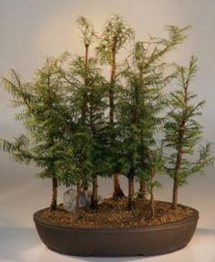 Dawn Redwood 9 Tree Forest Group
(metasequoia glyptostrobides)