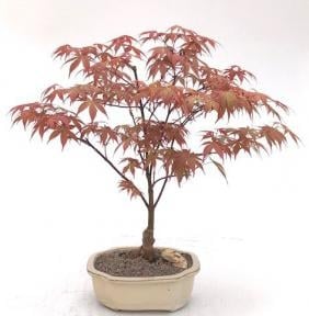 Japanese Red Maple Bonsai Tree
(acer palmatum 'Rhode Island Red)