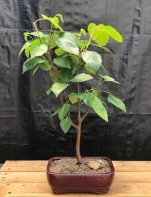 Whitebarked Himalayan Birch Bonsai Tree
(Betula utilis var. 'jacquemontii')