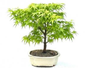 Sharps Pygme Japanese Maple Bonsai Tree
(acer palmatum 'sharps pygme')