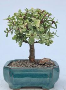 Baby Jade Bonsai Tree Variegated - Medium
(portulacaria afra variegata)