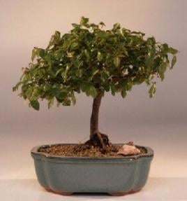 Flowering Sweet Plum Bonsai Tree
(sageretia theezans)