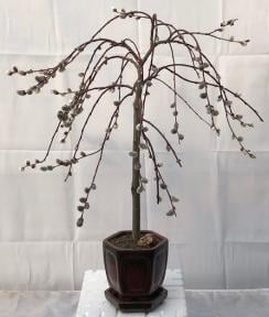 Flowering Weeping Pussy Willow Bonsai Tree
(salix caprea 'kilmarnock')
