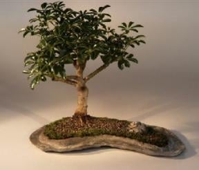 Hawaiian Umbrella Bonsai Tree on a Rock Slab
(arboricola schefflera 'luseanne')