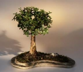 Baby Jade on Rock Slab Bonsai Tree
(Portlacaria Afra)