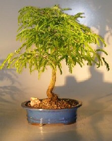 Flowering Tamarind Bonsai Tree - Large
(tamarindus indica)