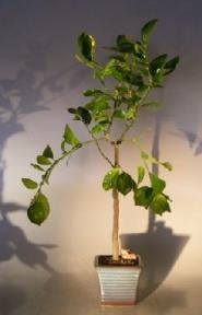 Flowering Persian Lime Bonsai Tree
(citrus latifolia)